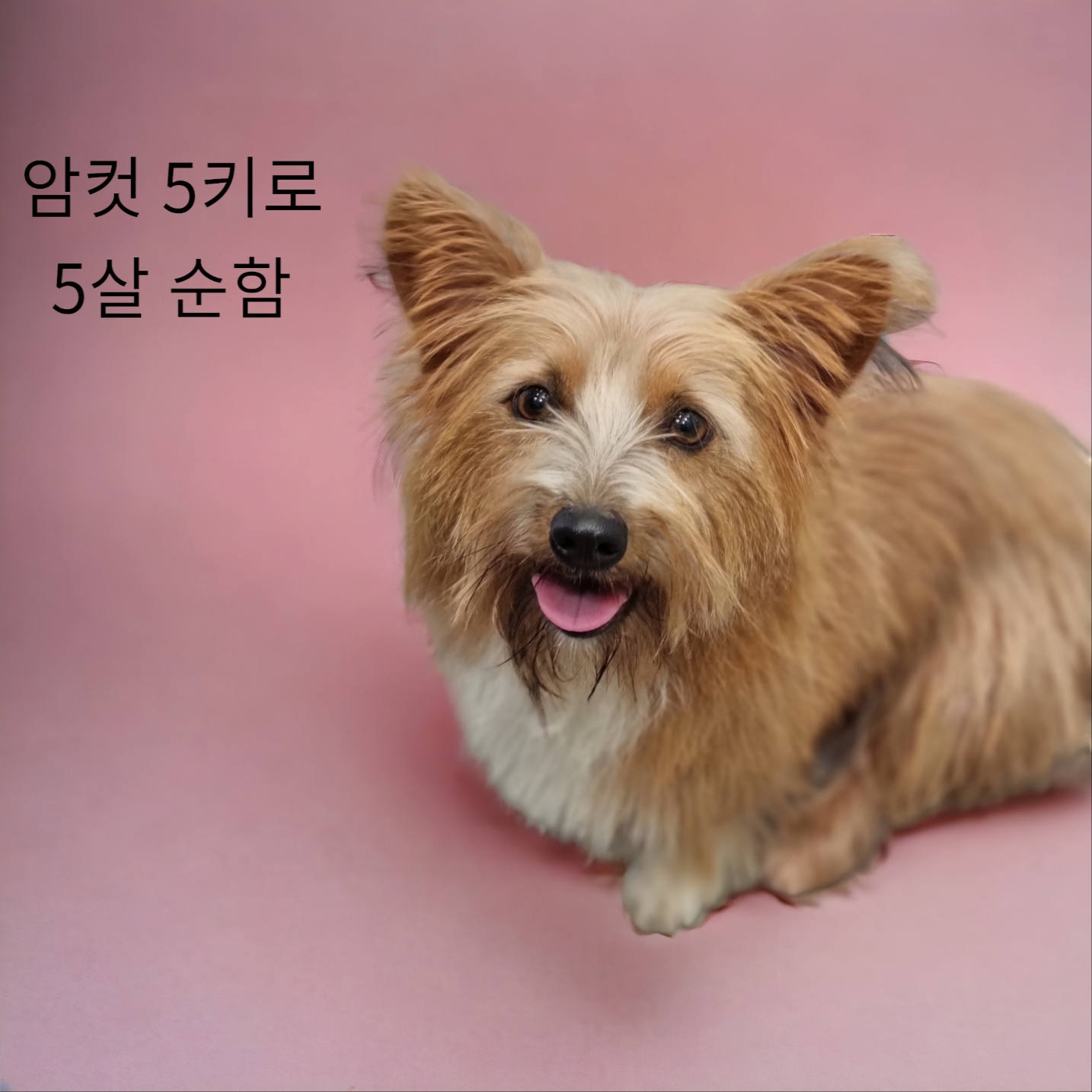 종료(입양) 믹스견…